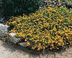 Genista pilosa ´Vancouver Gold´