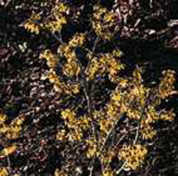 Hamamelis x intermedia ´Arnold Promise´