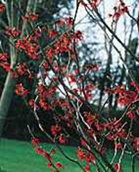 Hamamelis x intermedia ´Jelena´