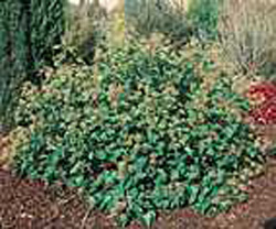 Hedera helix ´Arborescens´