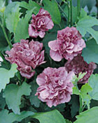 Hibiscus syriacus ´Ardens´