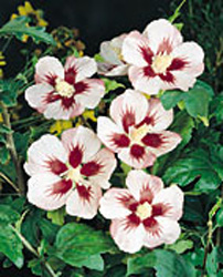 Hibiscus syriacus ´Hamabo´