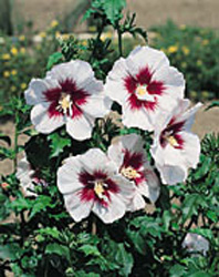 Hibiscus syriacus ´Helena´