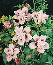Hibiscus syriacus ´Leopoldii´