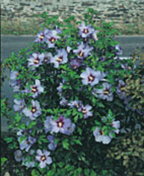 Hibiscus syriacus ´Oiseau Bleu´