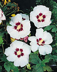 Hibiscus syriacus ´Red Heart´