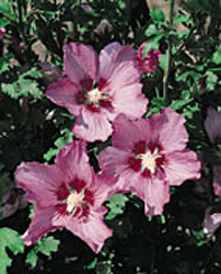 Hibiscus syriacus ´Rosalbane´