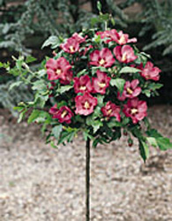 Hibiscus syriacus ´Woodbridge´