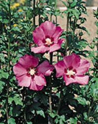 Hibiscus syriacus Pink giant
