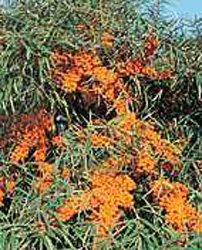 Hippophae rhamnoides