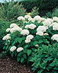 Hydrangea arborescens ´Anabelle´