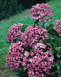 Hydrangea macrophylla ´Ayesha´