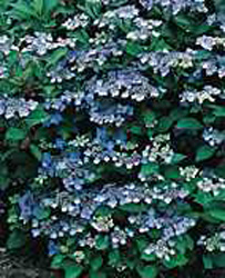 Hydrangea macrophylla ´Blaumeise´