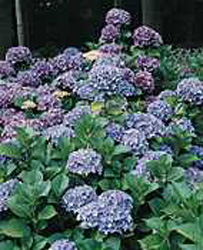 Hydrangea macrophylla ´Bodense´