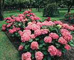 Hydrangea macrophylla ´Europa´