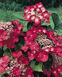 Hydrangea macrophylla ´Geoffroy Chadbund´