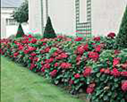 Hydrangea macrophylla ´Hamburg´
