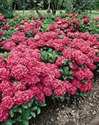 Hydrangea macrophylla ´Merveille´