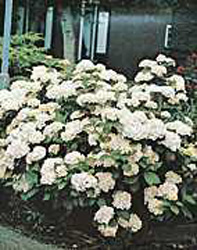 Hydrangea macrophylla ´Mme E. Mouillere´