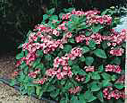 Hydrangea macrophylla ´Mousmee´