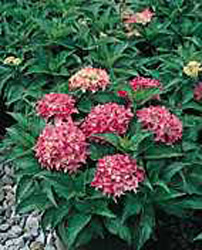 Hydrangea macrophylla ´Tovelit´