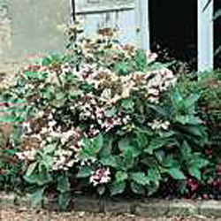 Hydrangea macrophylla ´Tricolor´