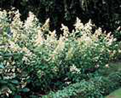 Hydrangea paniculata ´Kyushu´