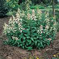 Hydrangea paniculata ´Tardiva´