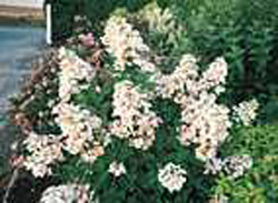 Hydrangea paniculata ´Unique´