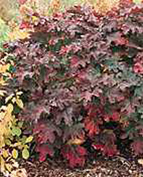 Hydrangea quercifolia Snow Queen 2