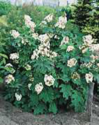 Hydrangea quercifolia Snow Queen