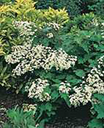 Hydrangea quercifolia Snowflake
