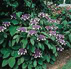 Hydrangea sargentiana