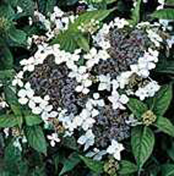 Hydrangea serrata ´Blue Bird´