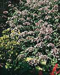 Hydrangea villosa