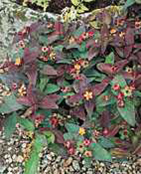 Hypericum ´Albury Purple´