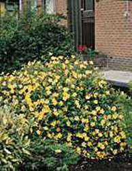 Hypericum ´Hidcote´