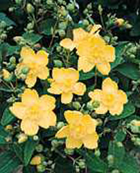 Hypericum ´Hidcote´2