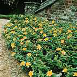 Hypericum calycinum