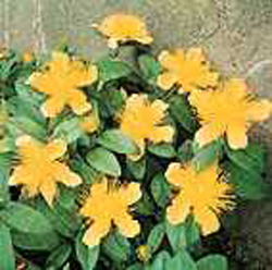 Hypericum calycinum2
