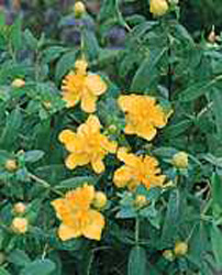 Hypericum frondosum ´Sunburst´