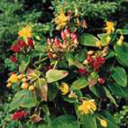 Hypericum inodorum ´Elstead´