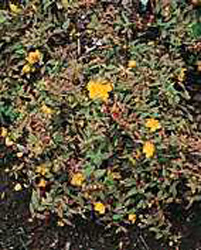 Hypericum moserianum ´Tricolor´