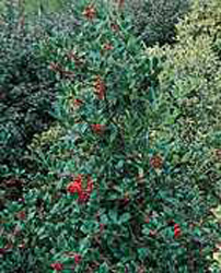 Ilex aquifolium ´J.C. Van Tol´