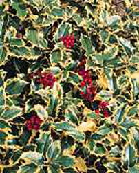 Ilex aquifolium ´Madame Briot´