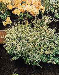 Ilex crenata ´Golden Gem´