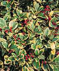 Ilex x altaclerensis ´Golden King´
