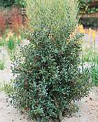 Ilex x aquifolium ´Alaska´