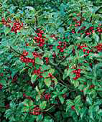 Ilex x meserveae Blue Angel