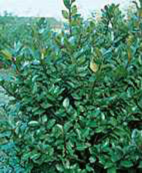 Ilex x meserveae Blue Prince (R)